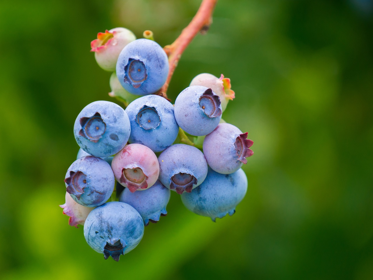 Image of Premium Blueberries