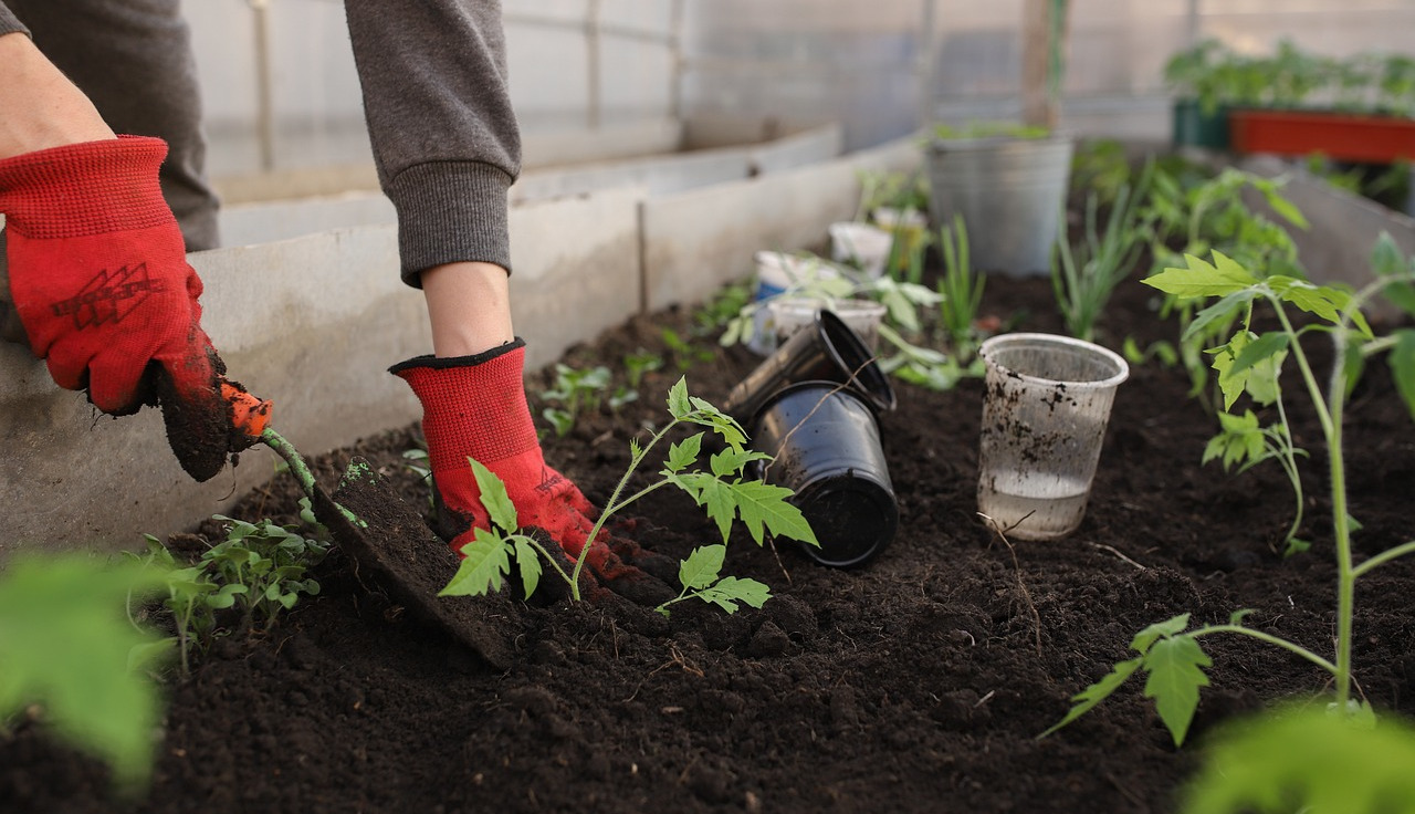 Photo of a person growing in a greenhouse